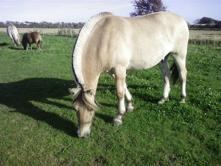 Fjordhest Kaiser <3 *R.I.P* - Billede fra sidste år(tror jeg) (: Foto: Mig billede 9