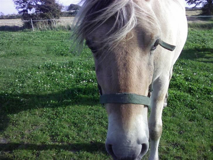 Fjordhest Kaiser <3 *R.I.P* - Kaiser´s hoved, omkring et år siden d: Foto: Mig billede 10