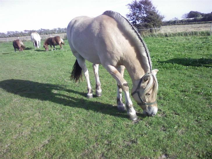 Fjordhest Kaiser <3 *R.I.P* - Han soiser lidt græs, omkring et år siden ;s Foto: Mig billede 11