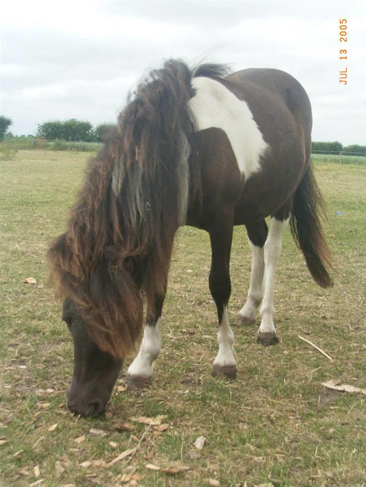 Anden særlig race Stabygårds Flurie SOLGT billede 1