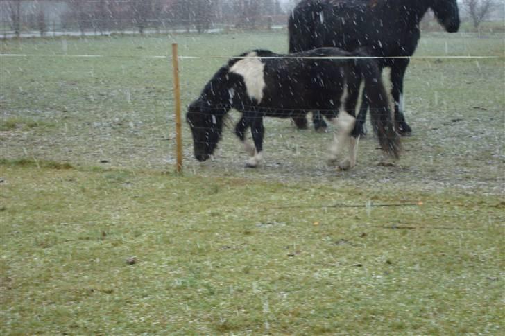Anden særlig race Stabygårds Flurie SOLGT billede 2