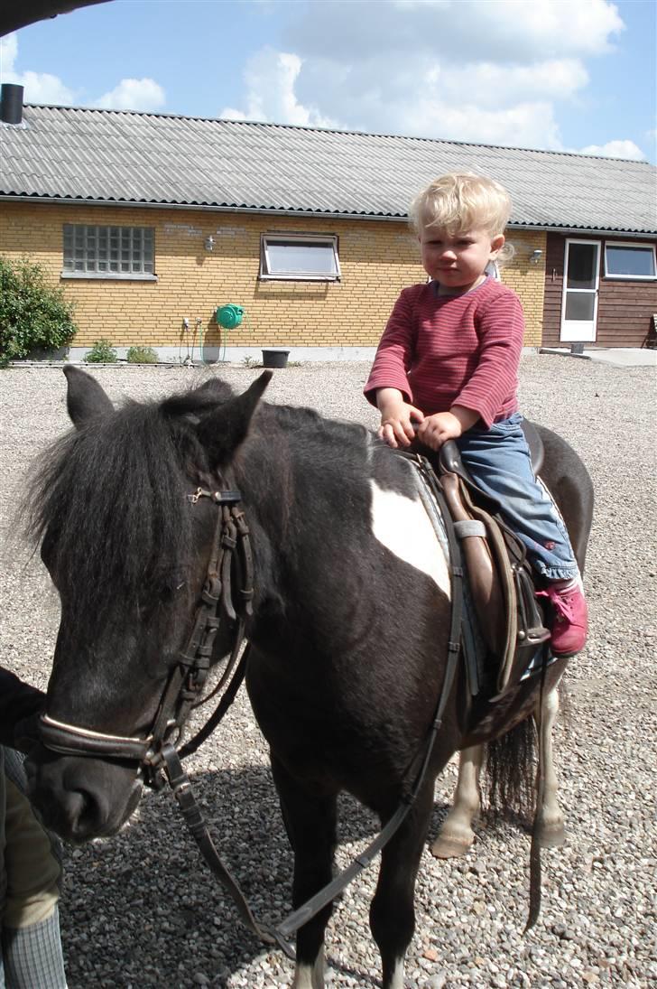 Anden særlig race Stabygårds Flurie SOLGT billede 3