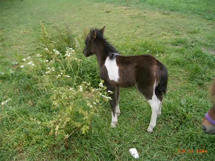 Anden særlig race Stabygårds Flurie SOLGT billede 4