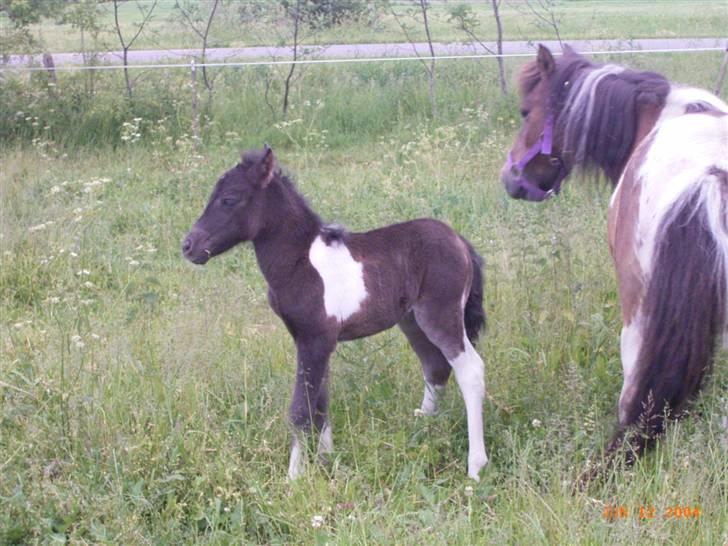 Anden særlig race Stabygårds Flurie SOLGT billede 5