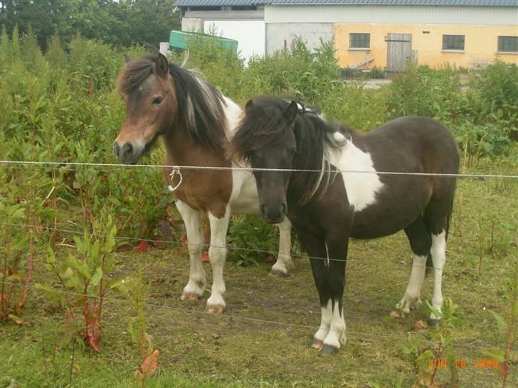 Anden særlig race Stabygårds Flurie SOLGT billede 6