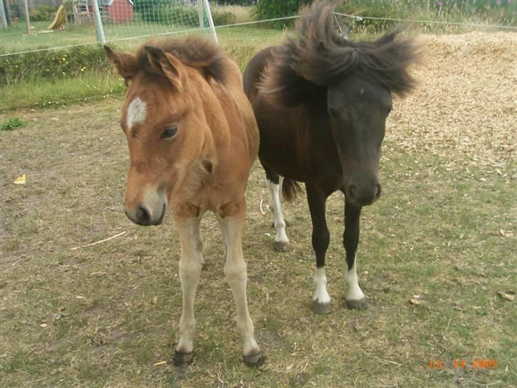 Anden særlig race Stabygårds Flurie SOLGT billede 7