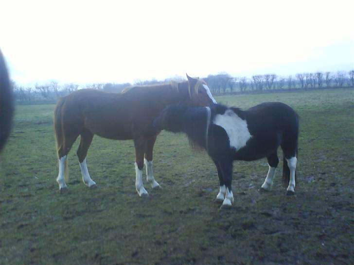 Anden særlig race Stabygårds Flurie SOLGT billede 8