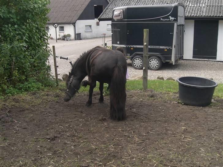 Shetlænder Hans. billede 1