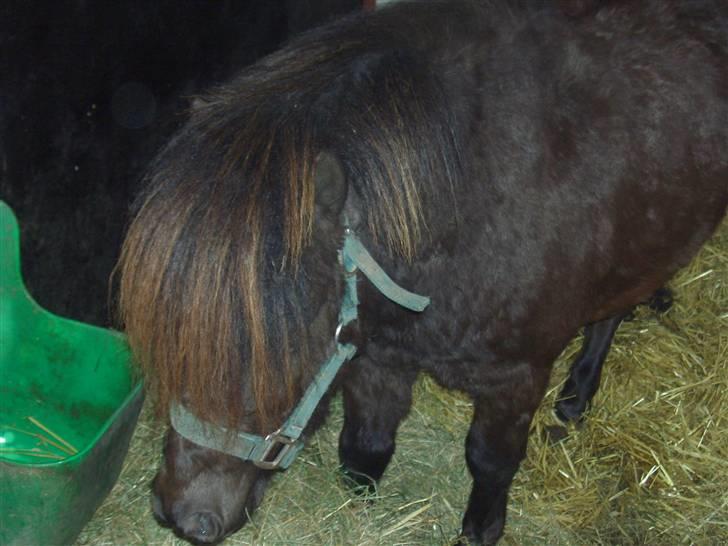 Shetlænder Hans. billede 2