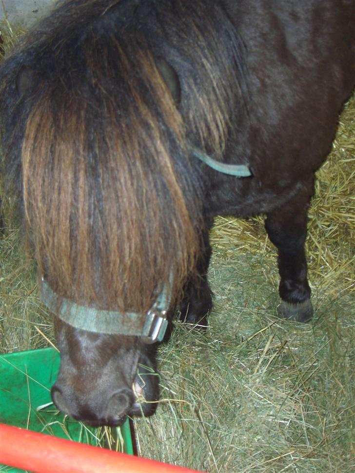 Shetlænder Hans. billede 3