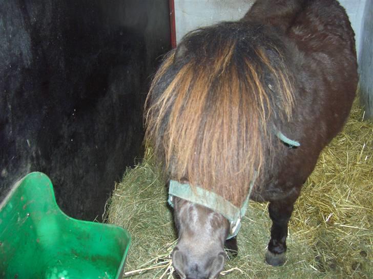 Shetlænder Hans. billede 4