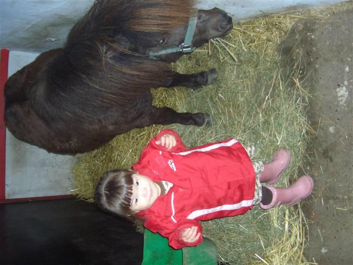 Shetlænder Hans. billede 5