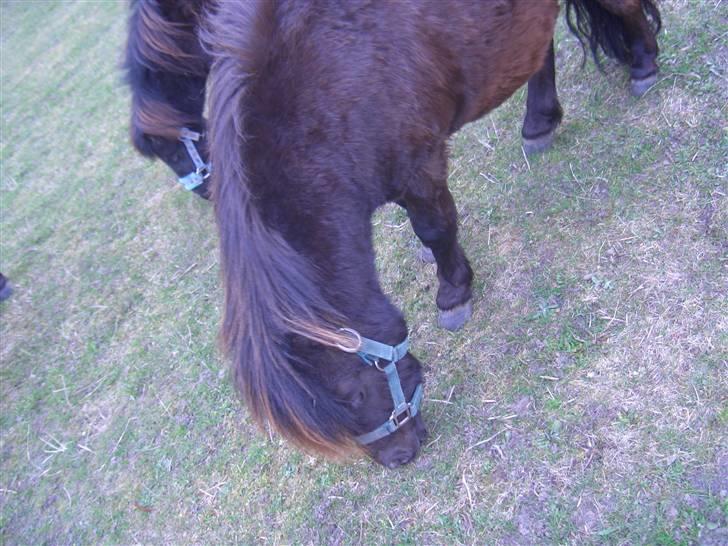 Shetlænder Hans. billede 6