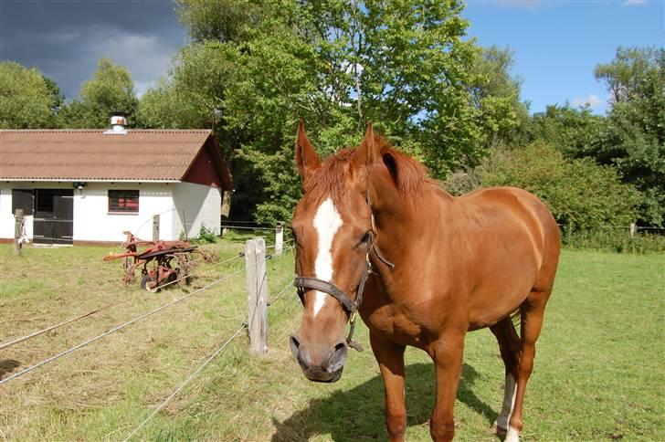 Dansk Varmblod De Lupino billede 7