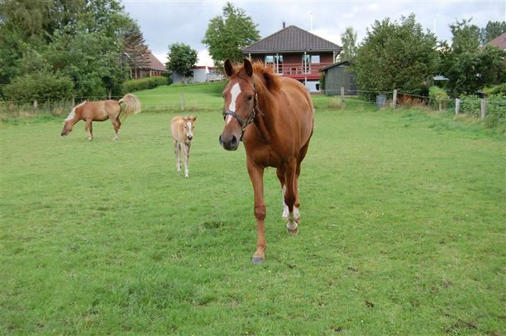 Dansk Varmblod De Lupino billede 8