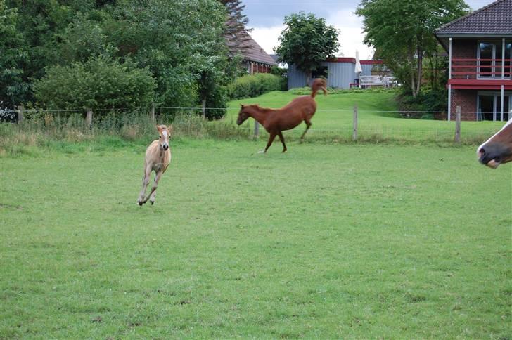 Dansk Varmblod De Lupino billede 9