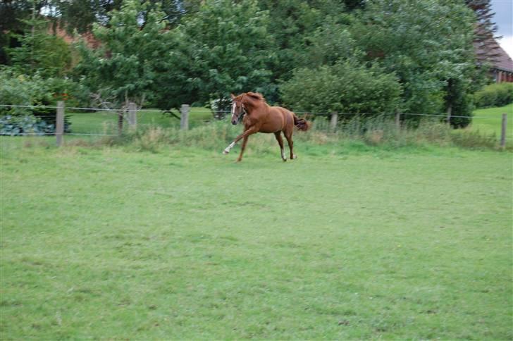 Dansk Varmblod De Lupino billede 10