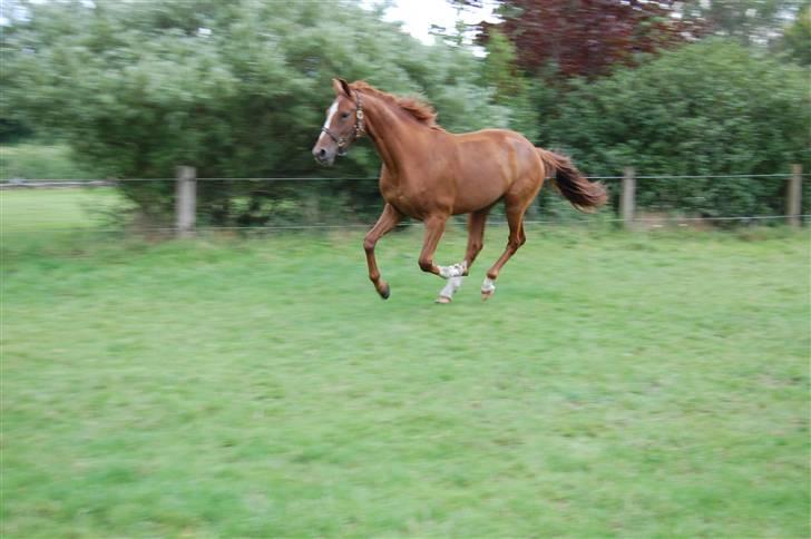 Dansk Varmblod De Lupino billede 11