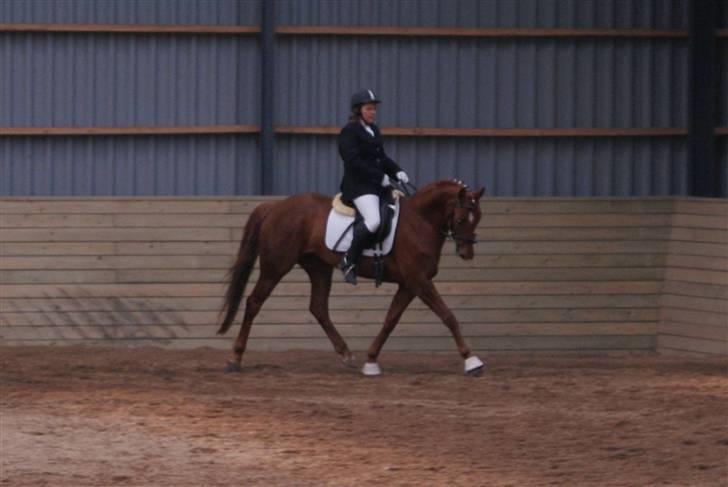 Dansk Varmblod Dixie Nelly SOLGT billede 19