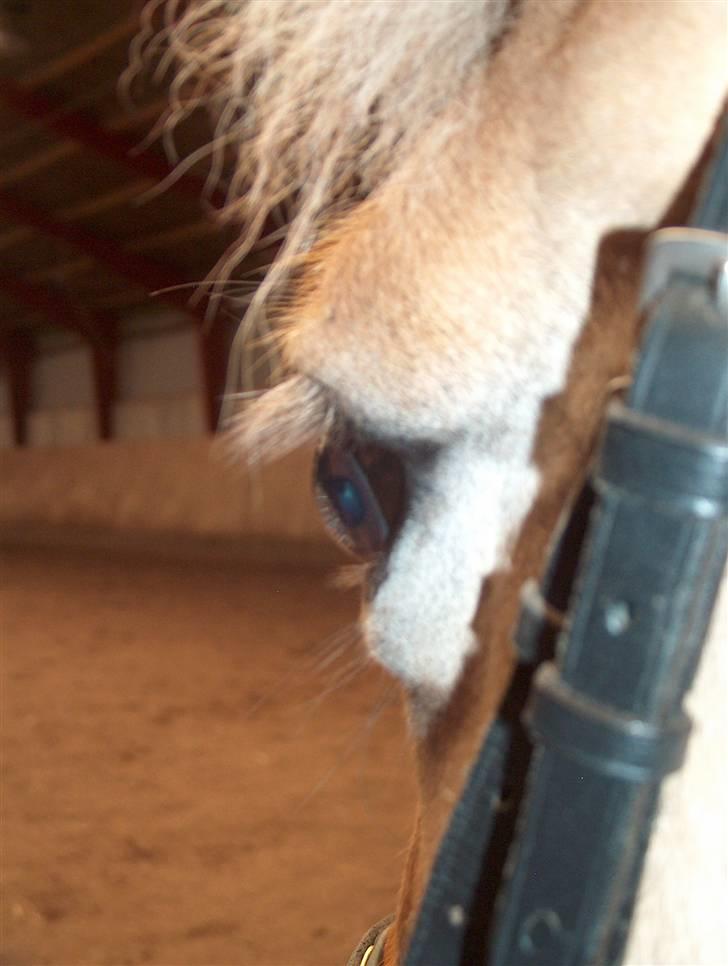 Fjordhest Musse/min søster's/Sandra billede 6