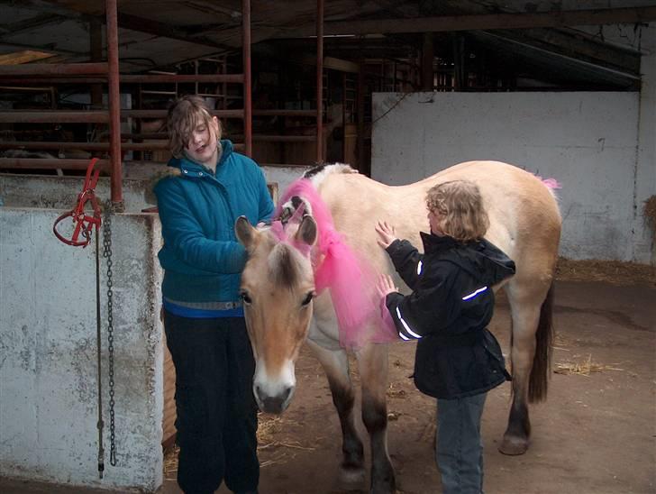 Fjordhest Musse/min søster's/Sandra billede 7