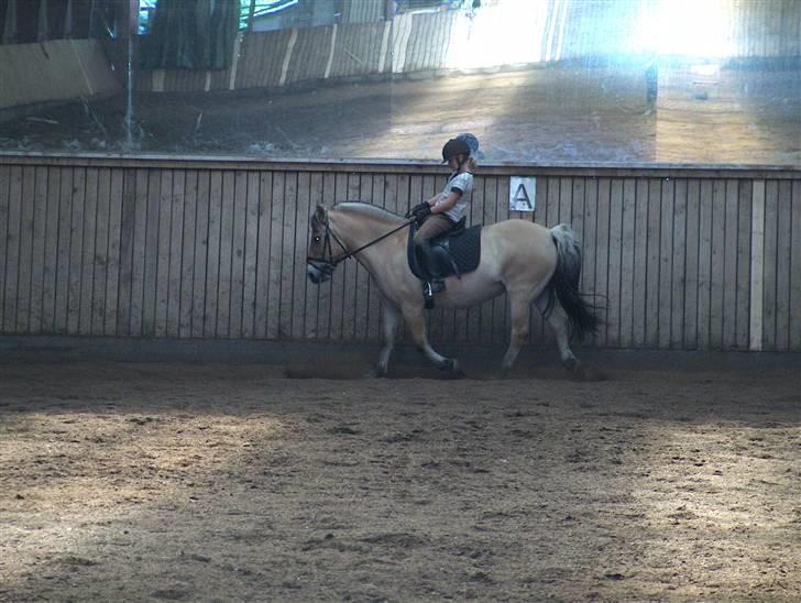 Fjordhest Musse/min søster's/Sandra billede 8
