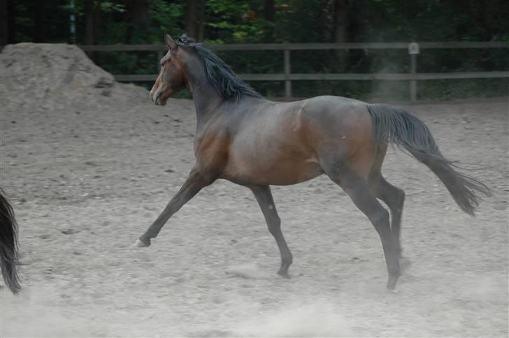 Dansk Varmblod Dane-Vangs Rafinel billede 20