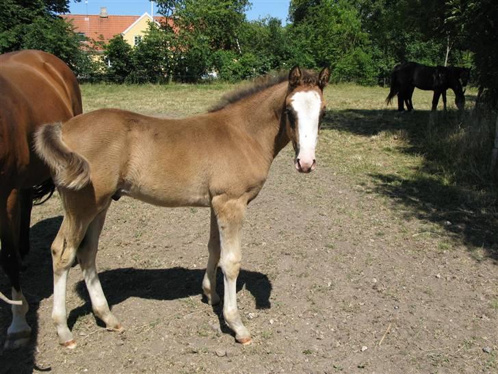 Dansk Varmblod Stierneholms Concorde - arh lidt varme er altid godt billede 9