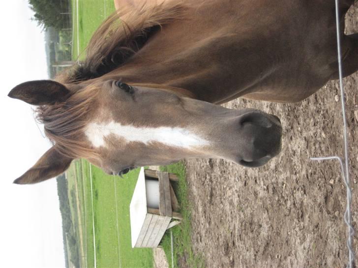 Dansk Varmblod vena blúsbakke billede 6