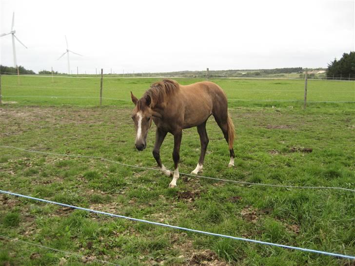 Dansk Varmblod vena blúsbakke billede 7