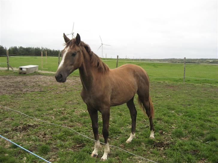 Dansk Varmblod vena blúsbakke billede 8