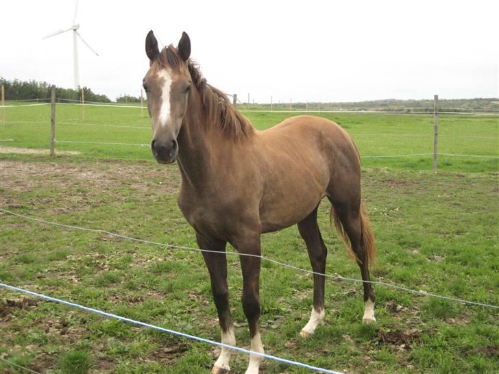 Dansk Varmblod vena blúsbakke billede 9