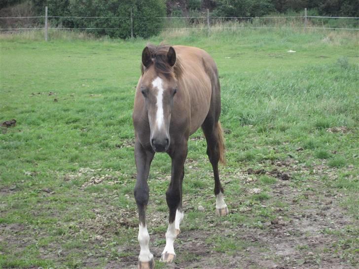Dansk Varmblod vena blúsbakke billede 10