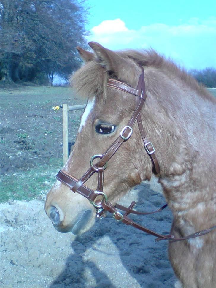 Welsh Pony (sec B) Bella billede 18