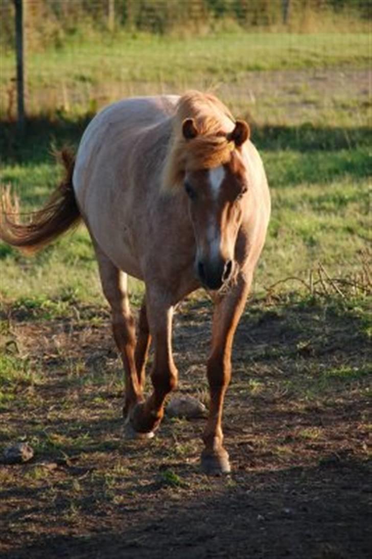 Welsh Pony (sec B) Bella - hun er blevet lidt for tyk af sommergræsset. Sommer 2009 billede 19
