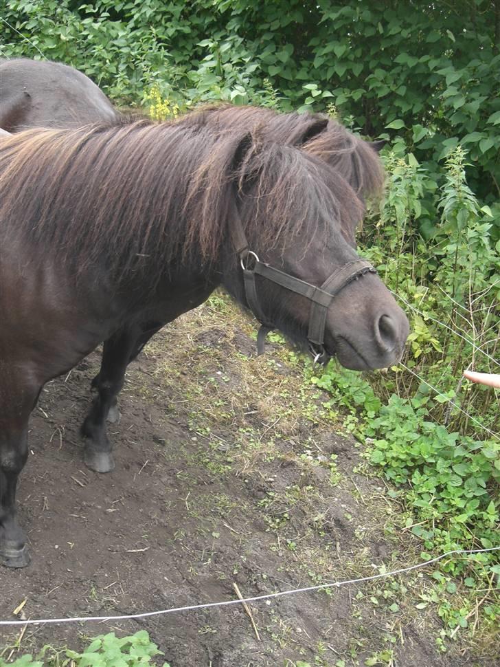 Shetlænder Hans. billede 7