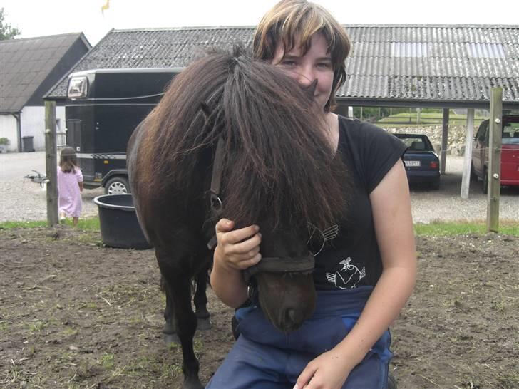 Shetlænder Hans. billede 8