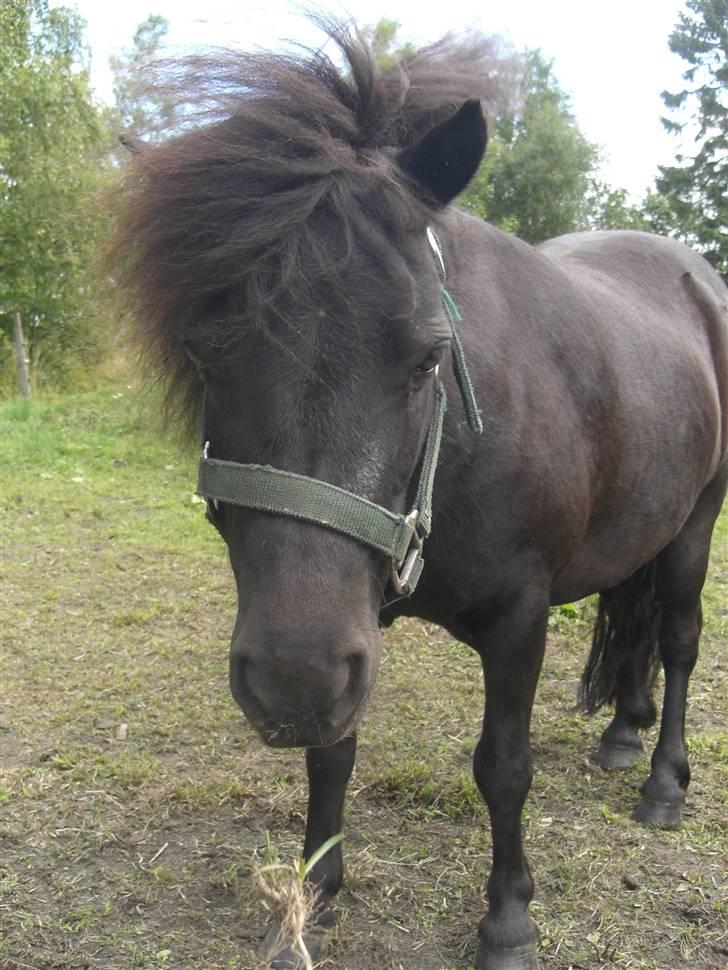 Shetlænder Hans. billede 9