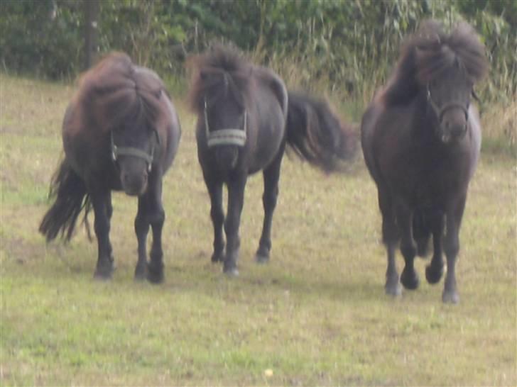 Shetlænder Hans. billede 10