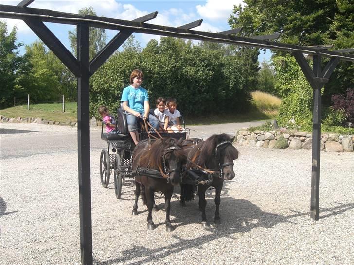 Shetlænder Hans. billede 11