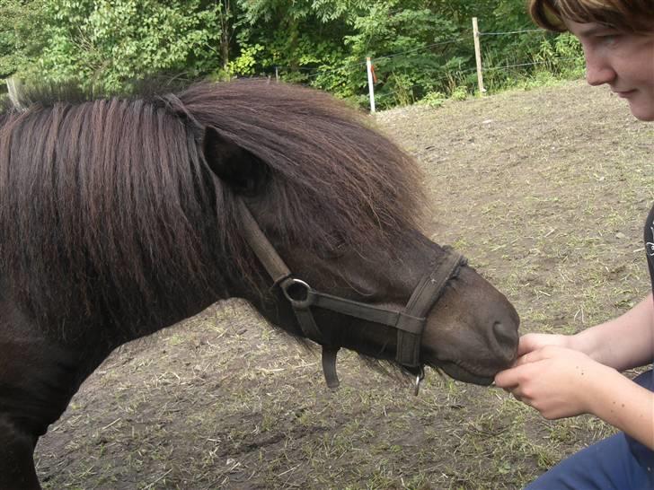 Shetlænder Hans. billede 12