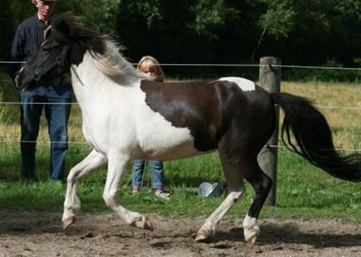 Islænder Löpp fra Egemose - Löpp 4 år i galop billede 2