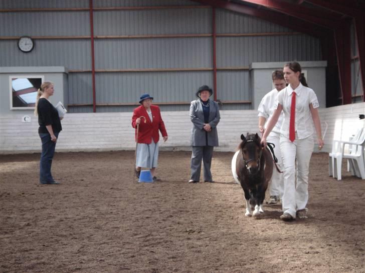 Shetlænder Stjernens Mini-Adore billede 10