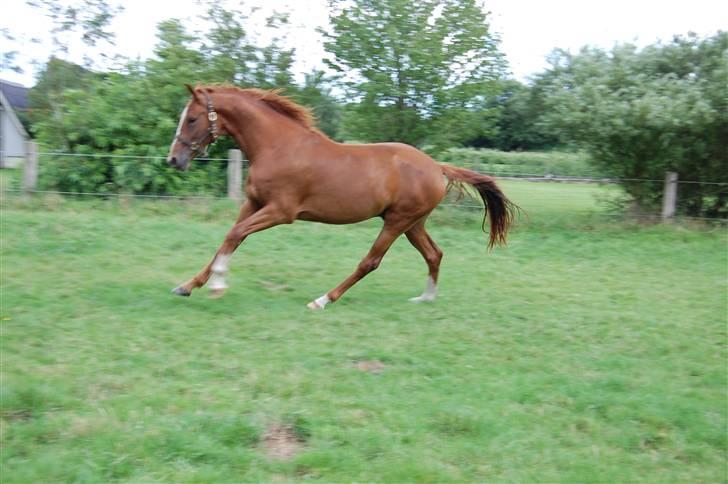 Dansk Varmblod De Lupino billede 12