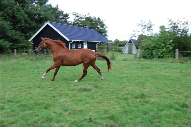 Dansk Varmblod De Lupino billede 13