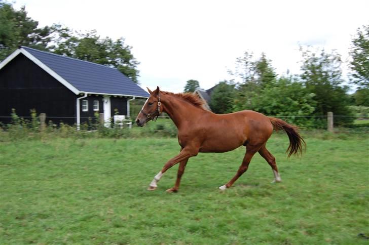 Dansk Varmblod De Lupino billede 14