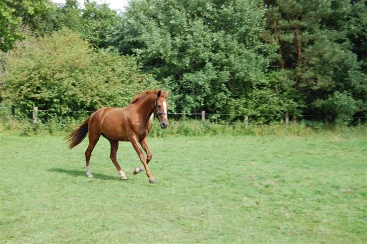 Dansk Varmblod De Lupino billede 15