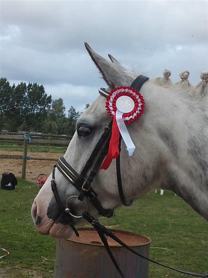 Pinto Araber One B Bobby - 11# Stævne på lundgård...det blev til en 1. plads i LC2..selfølgelig, hva ellers..<3 billede 11