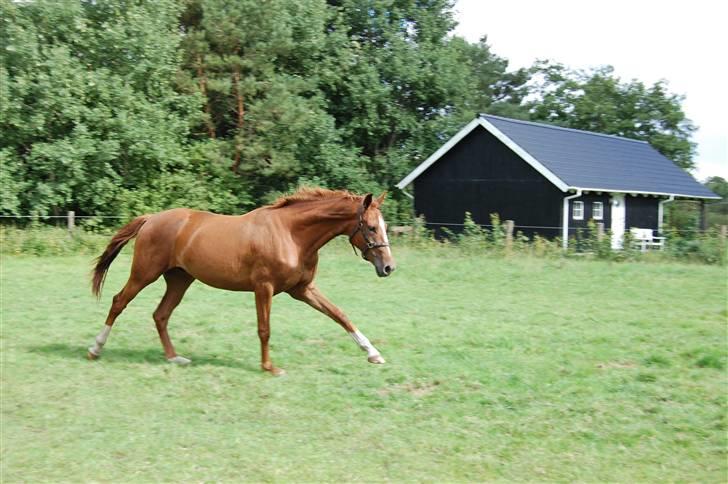 Dansk Varmblod De Lupino billede 16