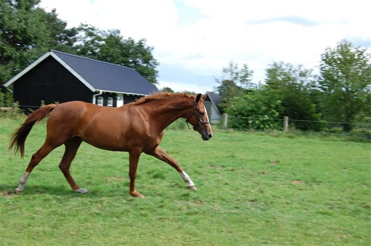 Dansk Varmblod De Lupino billede 17